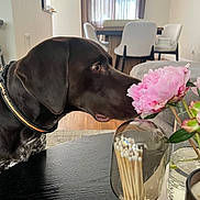 Tucker is registered to the contest to win money with this photo: dog, labrador, flower, pink_flower, table, matches, glass_container, dining_room, chair, curtains, wood_floor, collar, pet, indoor, home, decor, vase, plant, closeup, sniffing