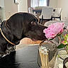 dog, labrador, flower, pink_flower, table, matches, glass_container, dining_room, chair, curtains, wood_floor, collar, pet, indoor, home, decor, vase, plant, closeup, sniffing