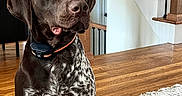 Tucker joined the competition — help win amazing prizes! dog, brown_dog, indoor, wooden_floor, carpet, staircase, railing, pet, animal, collar, alert, sitting, house, domestic_animal, canine, fur, ears, portrait, looking, home_interior
