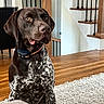 dog, brown_dog, indoor, wooden_floor, carpet, staircase, railing, pet, animal, collar, alert, sitting, house, domestic_animal, canine, fur, ears, portrait, looking, home_interior