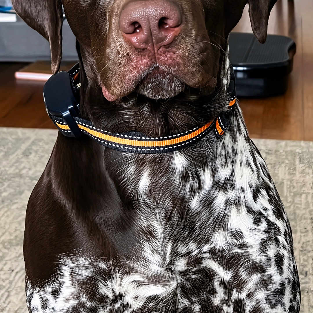 Tucker