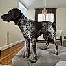 Tucker joined the competition — help win amazing prizes! dog, canine, pet, living_room, couch, furniture, brown, white, spotted, collar, wood_floor, curtains, lamp, indoor, standing, alert, animal, domestic, side_view, home