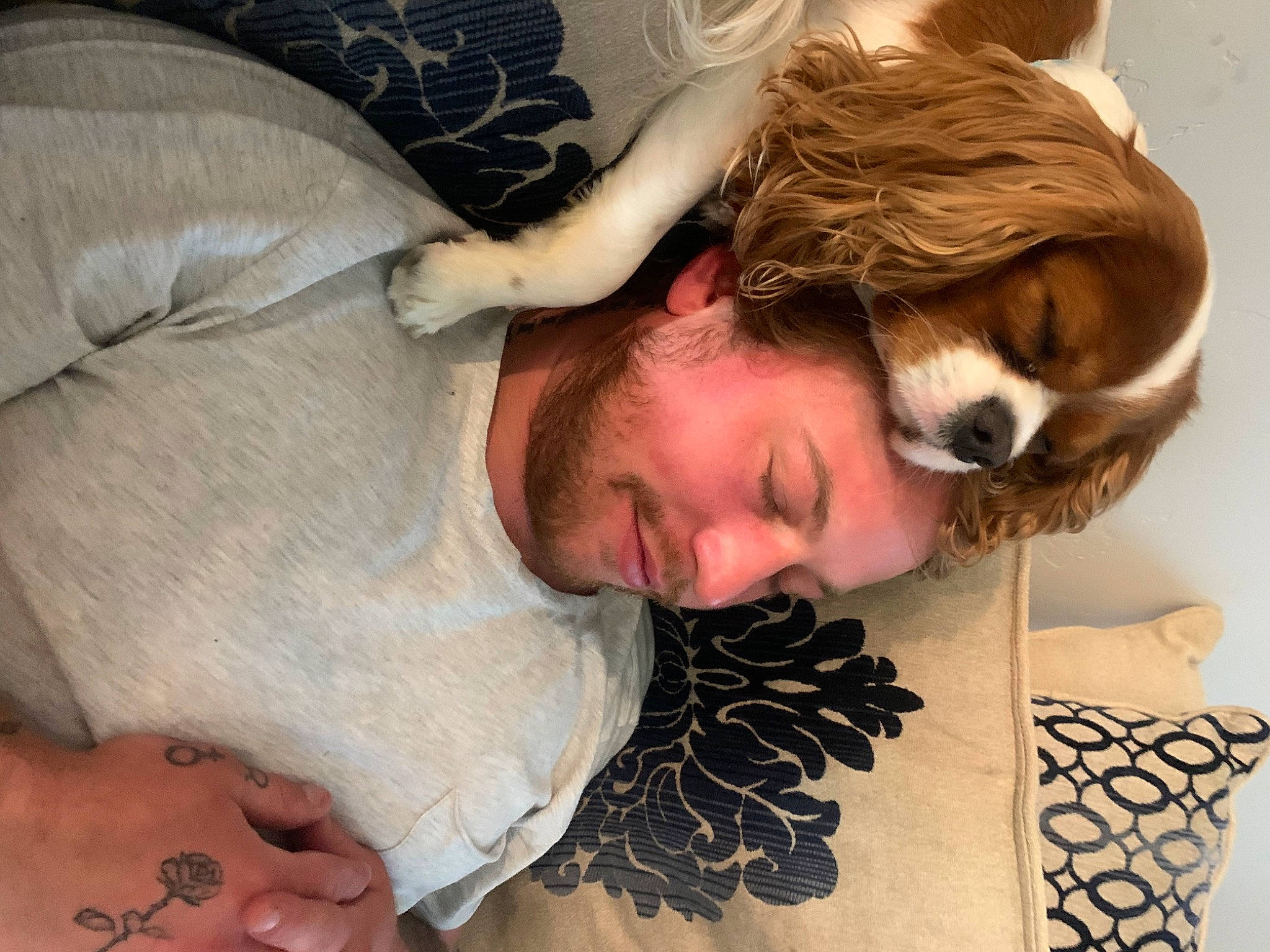 Dookie is registered to the contest to win money with this photo: canidae, companion_dog, ear, fawn, fur, nap, nose, puppy_love, sleep