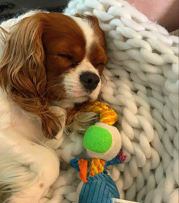 Dookie is registered to the contest to win money with this photo: brittany, canidae, carnivore, cavalier_king_charles_spaniel, companion_dog, dog, dog_breed, dog_toy, fawn, king_charles_spaniel, kooikerhondje, mammal, phalene, puppy, puppy_love, rare_breed_dog, spaniel, sporting_group, toy_dog