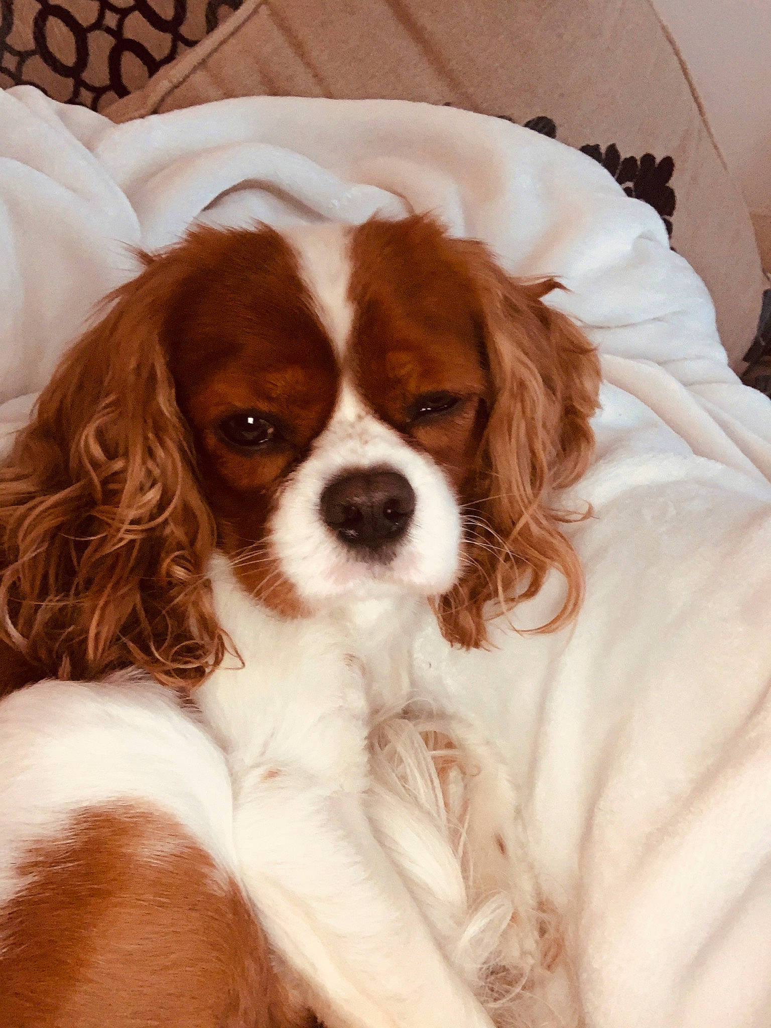 Dookie is registered to the contest to win money with this photo: canidae, carnivore, cavalier_king_charles_spaniel, companion_dog, dog, dog_breed, fawn, french_spaniel, king_charles_spaniel, kooikerhondje, mammal, phalene, puppy, puppy_love, rare_breed_dog, snout, spaniel, sporting_group, toy_dog, vertebrate