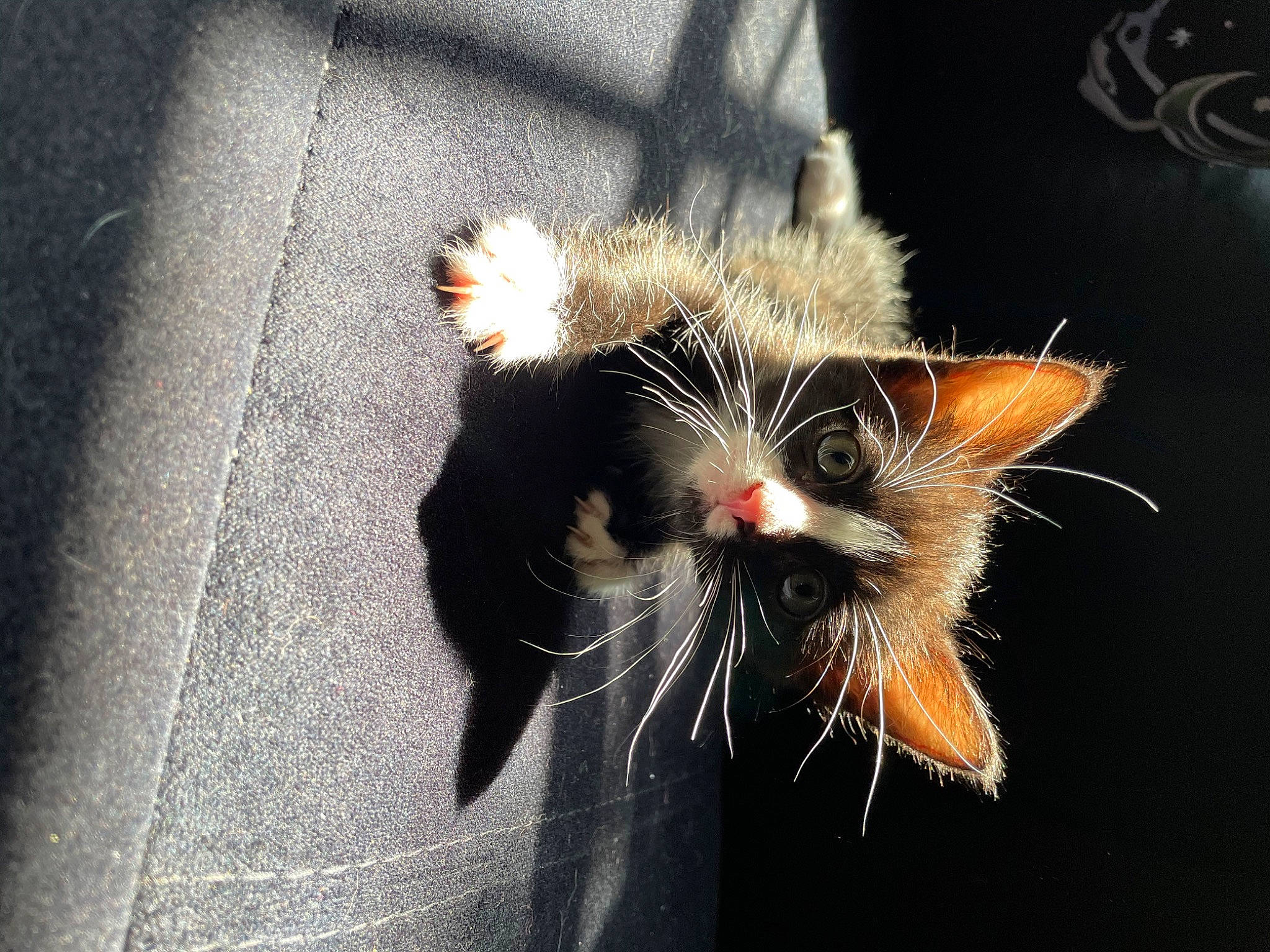 Kimchi joined the competition — help win amazing prizes! asphalt, carnivore, cat, claw, darkness, fashion_accessory, felidae, flash_photography, fur, macro_photography, musical_instrument, paw, plant, road_surface, small_to_medium_sized_cats, snout, still_life_photography, tail, whiskers, window