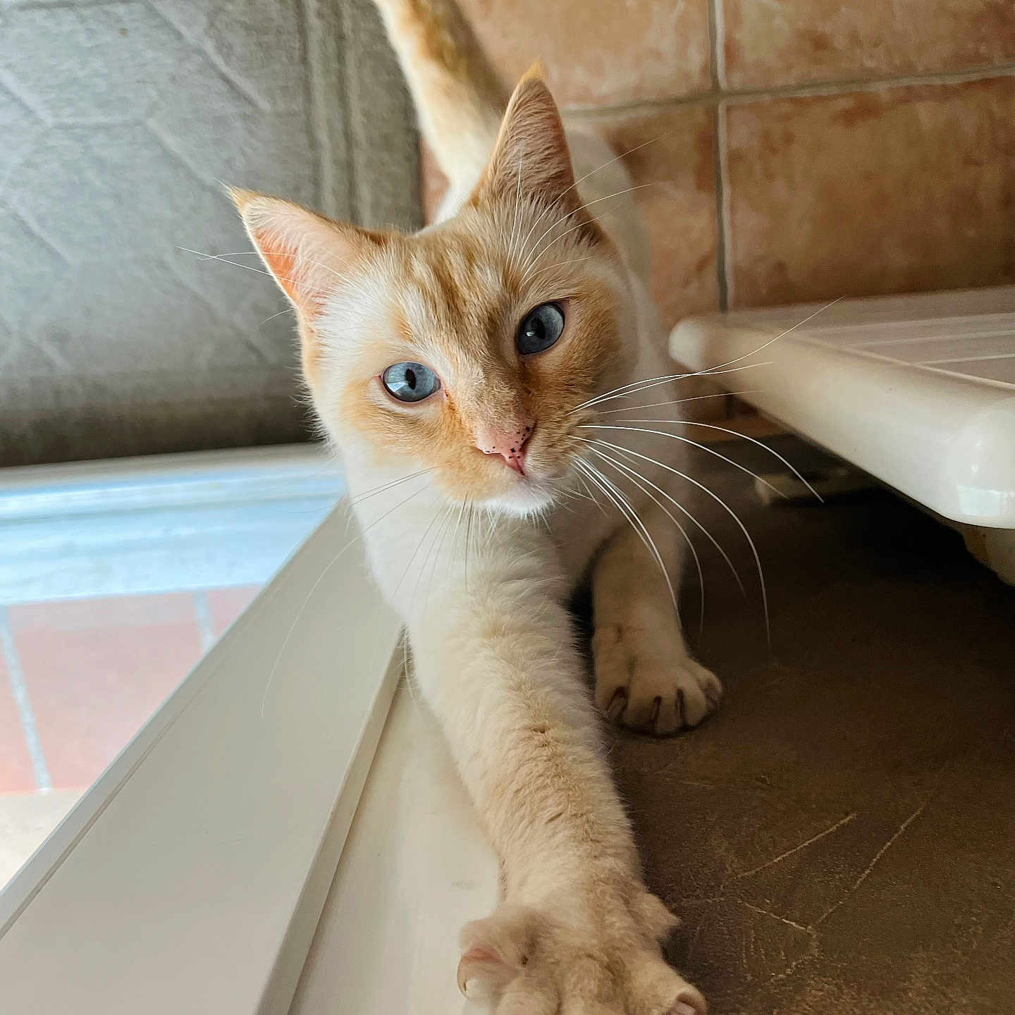 Léon a rejoint le concours — aidez-le/la à gagner de superbes lots ! abyssinian, accessories, angora, animal, cat, computer, electronics, hardware, hardwood, kitten, laptop, manx, pc, pet, plywood, siamese, strap, window, windowsill, wood