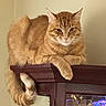 cat, orange_tabby, feline, pet, indoor, wooden_cabinet, tail, fur, relaxed, lounging, animal, mammal, domestic_cat, resting, curled_tail, furniture, closeup, portrait, eyes, ears