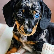 Bleu joined the competition — help win amazing prizes! puppy, dog, dachshund, close_up, heterochromia, blue_eye, brown_eye, cute, pet, animal, fur, black, brown, white_blanket, indoors, young, portrait, looking, ears, snout