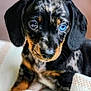 puppy, dog, dachshund, close_up, heterochromia, blue_eye, brown_eye, cute, pet, animal, fur, black, brown, white_blanket, indoors, young, portrait, looking, ears, snout