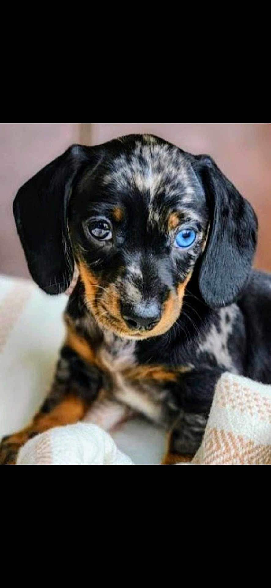 Bleu joined the competition — help win amazing prizes! puppy, dog, dachshund, close_up, heterochromia, blue_eye, brown_eye, cute, pet, animal, fur, black, brown, white_blanket, indoors, young, portrait, looking, ears, snout