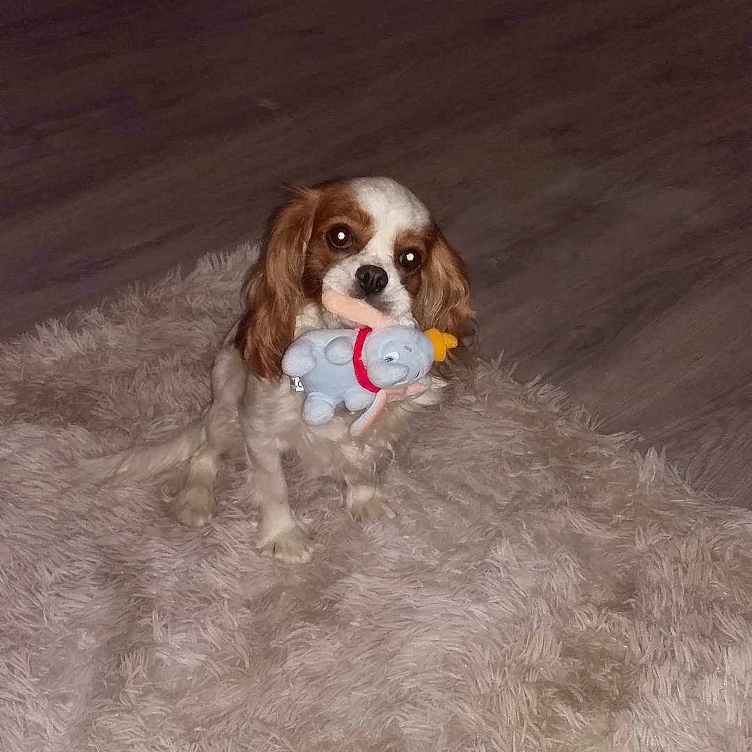 Choupette a rejoint le concours — aidez-le/la à gagner de superbes lots ! animal, brown_and_white, carpet, companion, cozy, cute, dog, domestic, flooring, fluffy_rug, home, indoor, long_ears, looking_up, pet, pet_bed, small_dog, stuffed_toy, toy, wooden_floor
