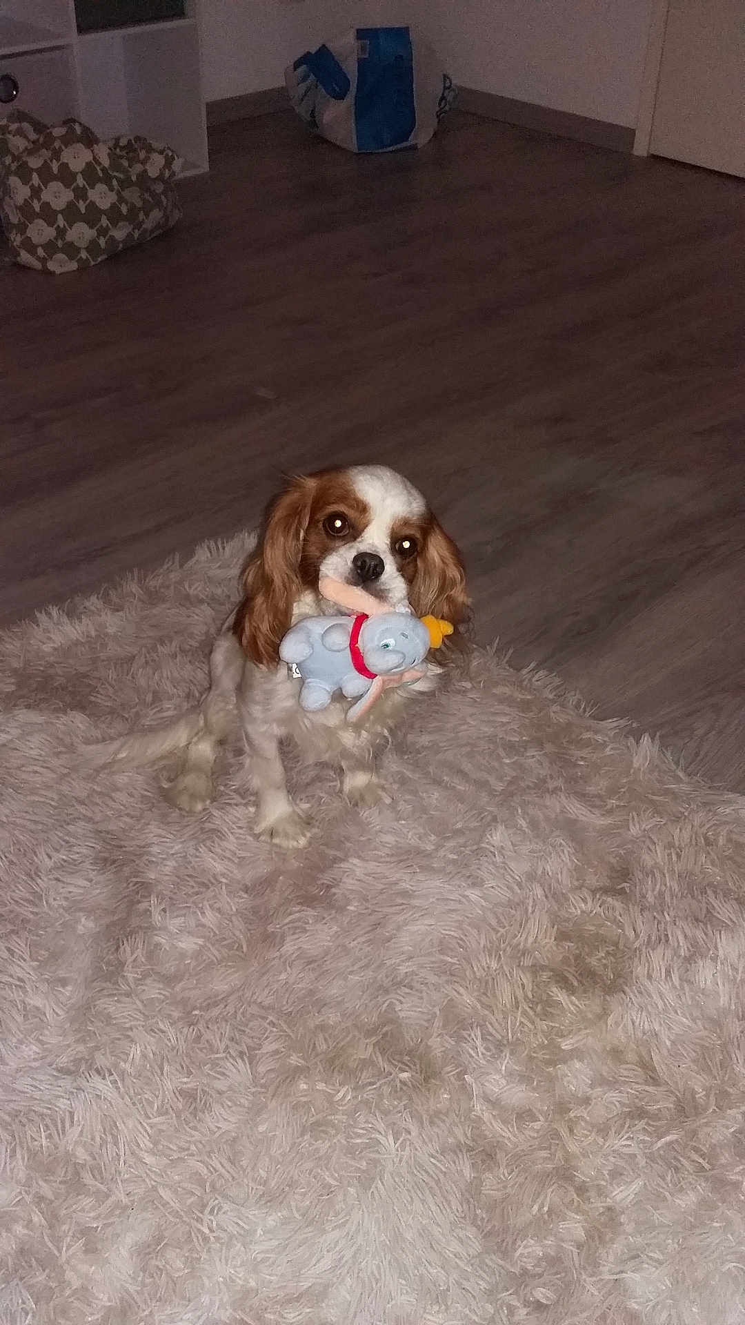 Choupette