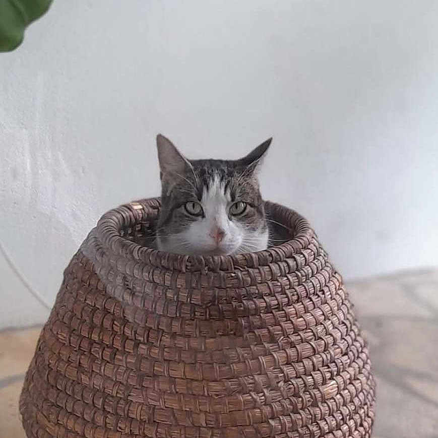 Neïko participe au concours pour gagner de l'argent avec cette photo : animal, basket, brown, cat, cozy, curious, feline, floor, green, hiding_spot, home, indoor, leaf, natural_light, pet, plant, texture, tile, white_wall, woven