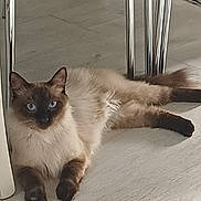 Charlotte a rejoint le concours — aidez-le/la à gagner de superbes lots ! cat, siamese, blue_eyes, fluffy, indoor, floor, chair_legs, relaxed, pet, animal, feline, paws, whiskers, curious, resting, domestic, cute, lying_down, household, fur