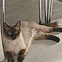 cat, siamese, blue_eyes, fluffy, indoor, floor, chair_legs, relaxed, pet, animal, feline, paws, whiskers, curious, resting, domestic, cute, lying_down, household, fur