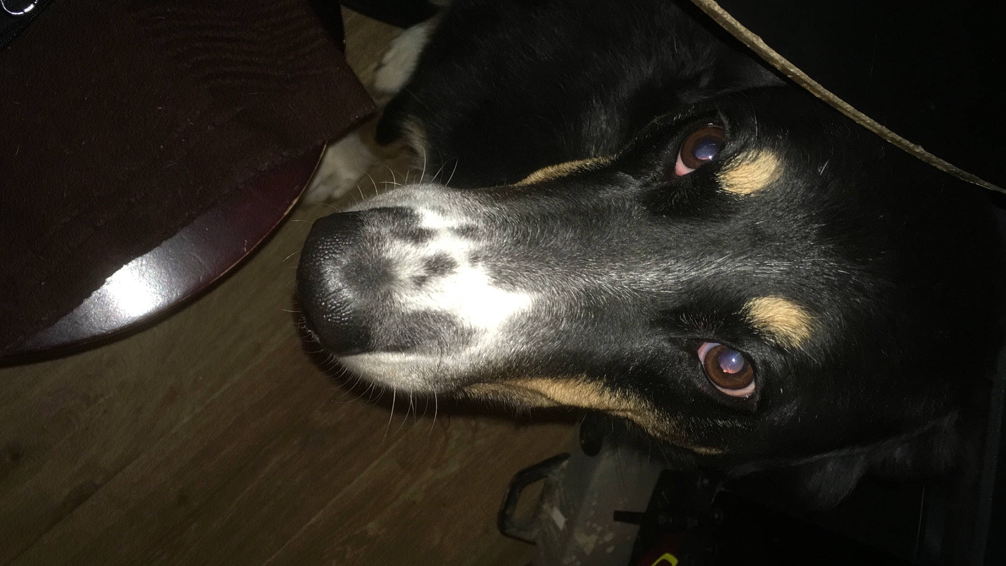 Fidji participe au concours pour gagner de l'argent avec cette photo : borador, canidae, carnivore, companion_dog, cutlery, dog, dog_breed, fur, guard_dog, kitchen_utensil, snout, sporting_group, tableware, terrestrial_animal, whiskers, working_animal, working_dog