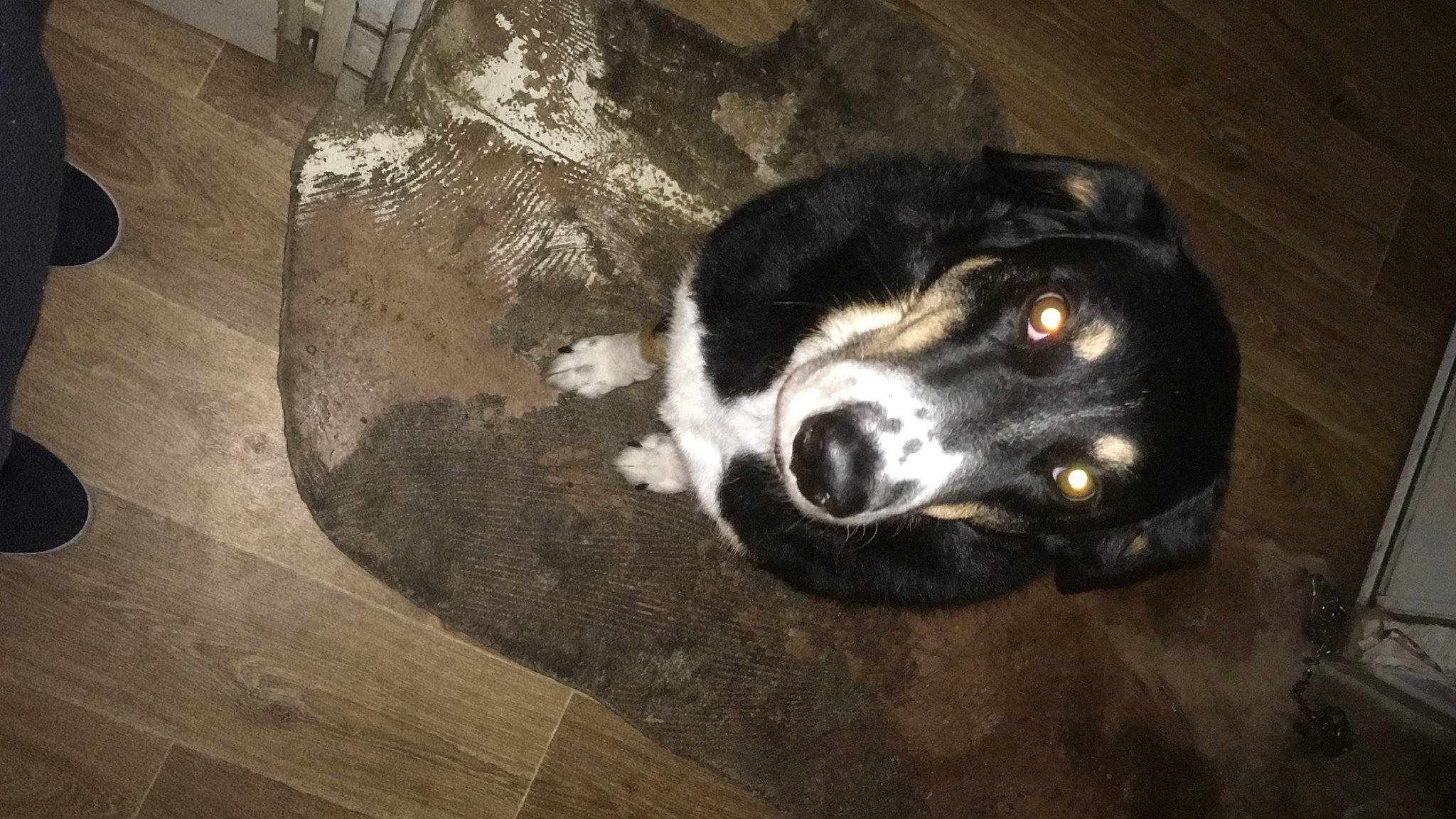 Fidji participe au concours pour gagner de l'argent avec cette photo : canidae, carnivore, companion_dog, darkness, dog, dog_breed, flooring, fur, hardwood, paw, plank, plywood, snout, sporting_group, terrestrial_animal, whiskers, wood, wood_stain, working_animal