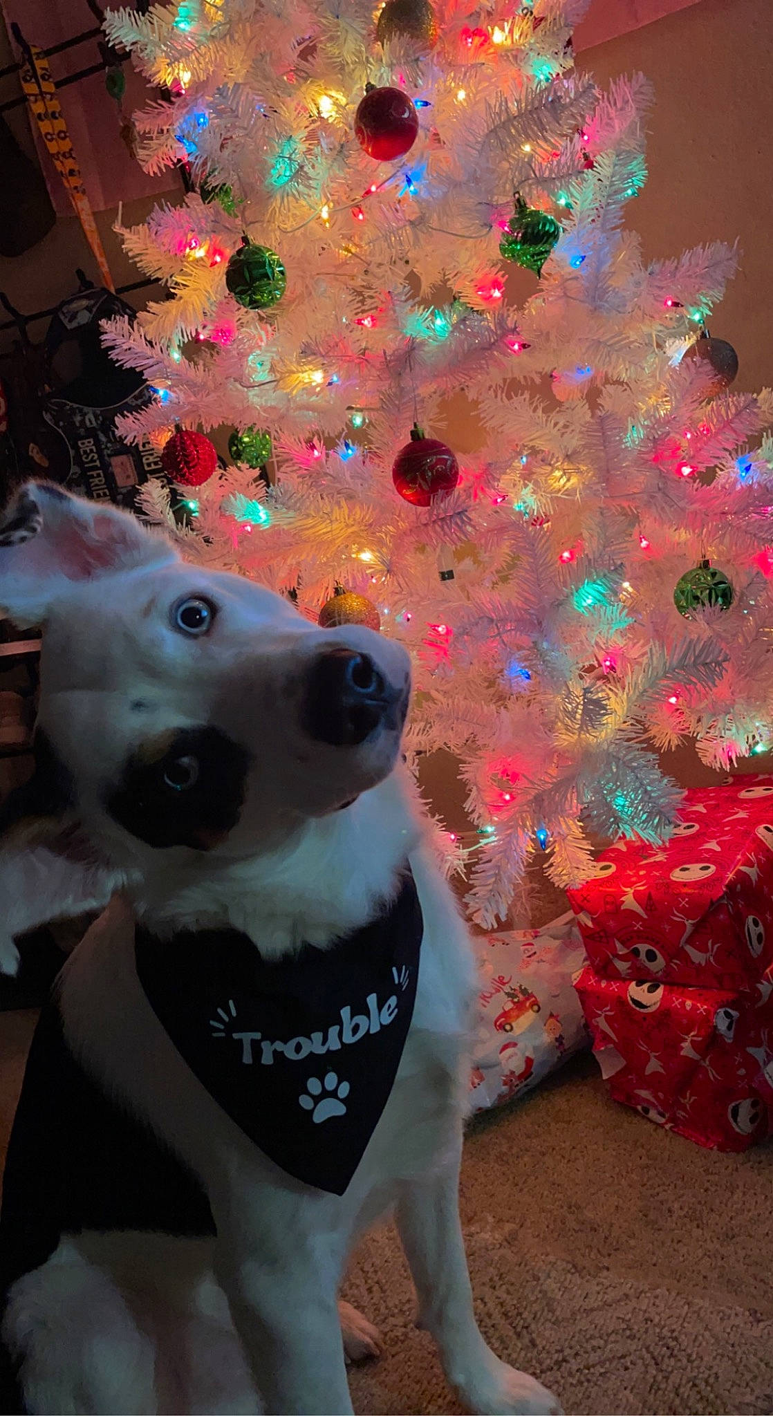 Kujo joined the competition — help win amazing prizes! carnivore, christmas, christmas_decoration, christmas_eve, christmas_ornament, christmas_tree, collar, companion_dog, conifer, dog, dog_breed, dog_collar, dog_supply, event, fawn, fur, holiday, holiday_ornament, light, ornament