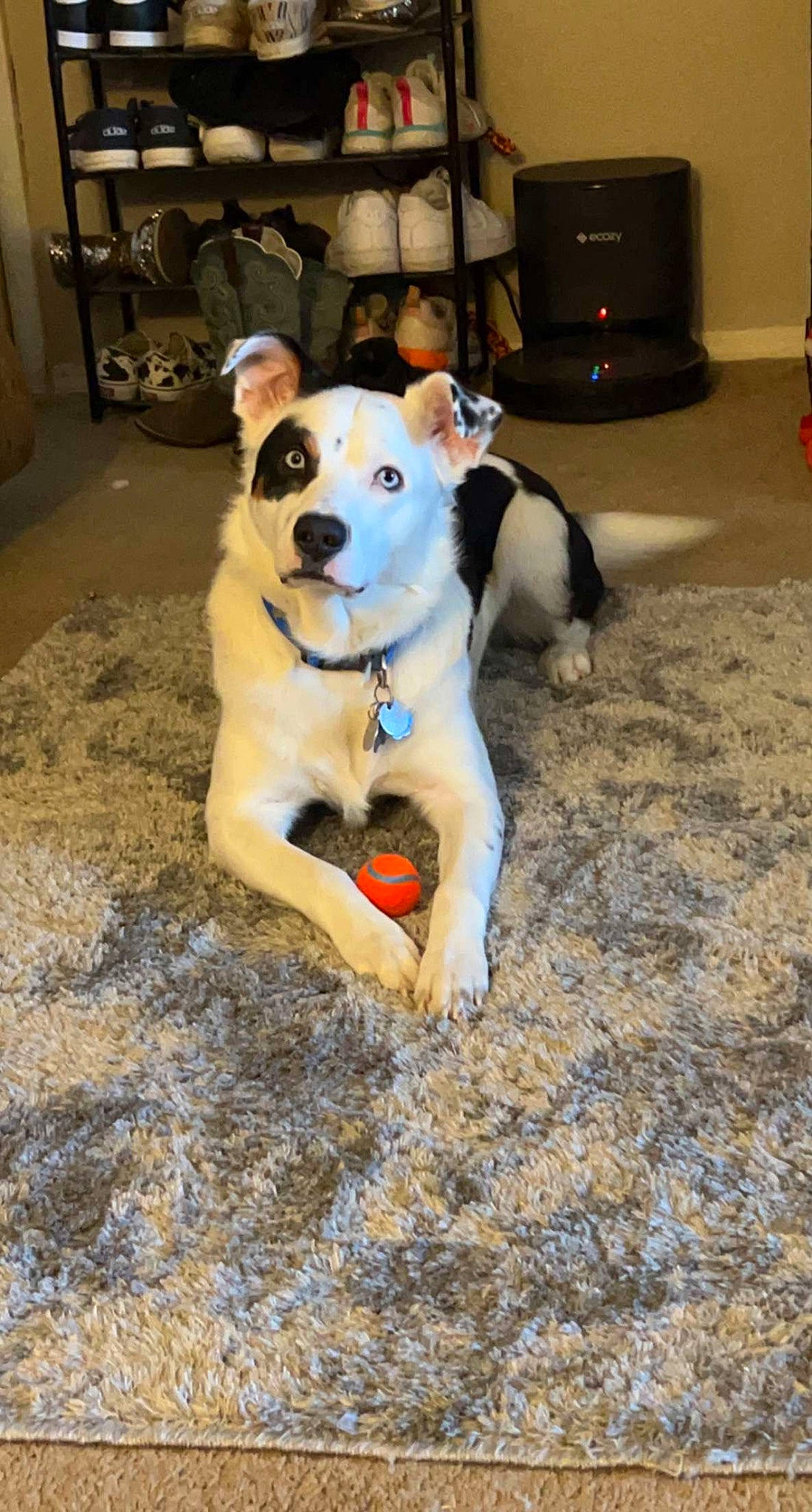 Kujo is registered to the contest to win money with this photo: analog_television, ball, building, canidae, carnivore, collar, companion_dog, dog, dog_breed, dog_supply, dog_toy, fawn, flooring, football, paw, pet_supply, snout, sporting_group, tail, working_animal