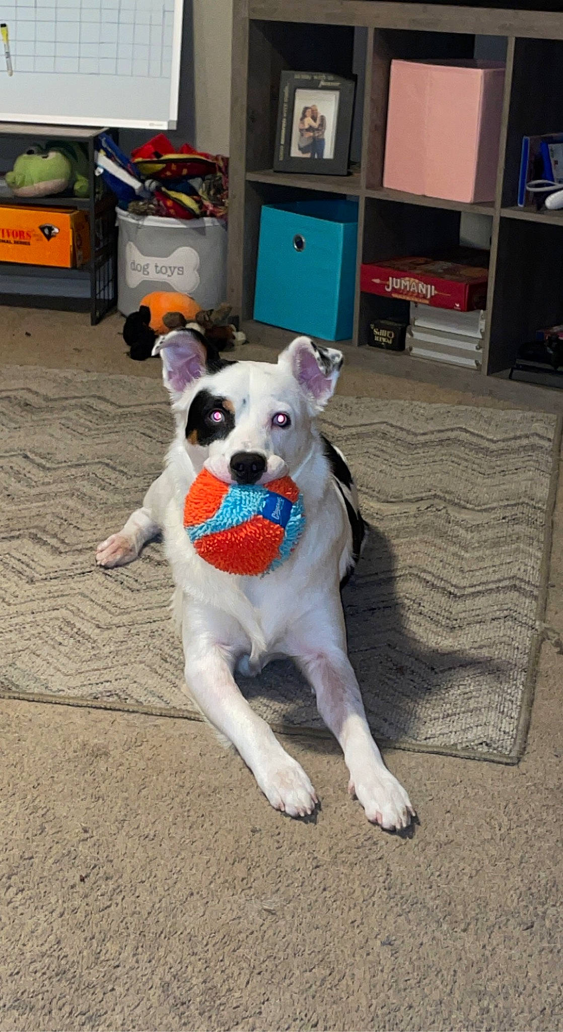 Kujo is registered to the contest to win money with this photo: art, canidae, carnivore, companion_dog, dog, dog_breed, fawn, flooring, fur, paw, shelf, sporting_group, stuffed_toy, table, tail, television, toy, toy_dog, wood, working_animal