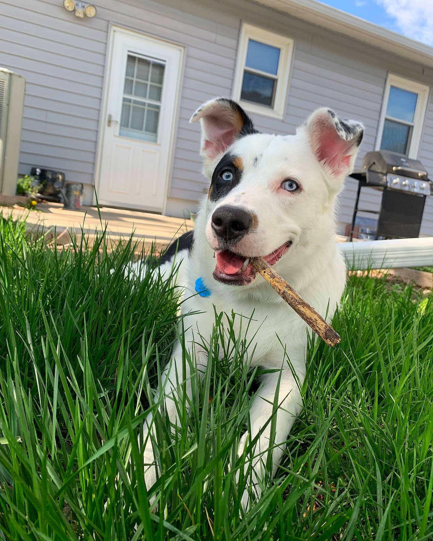 Kujo is registered to the contest to win money with this photo: building, carnivore, cloud, collar, companion_dog, dog, dog_breed, dog_collar, door, fawn, grass, house, lawn, plant, sky, snout, tail, whiskers, window, working_animal