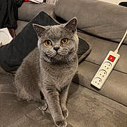 Ava participe au concours pour gagner de l'argent avec cette photo : cat, gray_cat, amber_eyes, sofa, couch, pillow, indoor, pet, animal, feline, household, cozy, curious, sitting, fur, whiskers, ears, power_strip, furniture, living_room