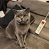 cat, gray_cat, amber_eyes, sofa, couch, pillow, indoor, pet, animal, feline, household, cozy, curious, sitting, fur, whiskers, ears, power_strip, furniture, living_room
