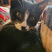 Blackie is registered to the contest to win money with this photo: animal, black_and_white, blanket, cat, close_up, comfort, couch, cozy, curious, domestic, ears, eyes, feline, fur, indoor, pet, relaxed, soft, sunlight, whiskers