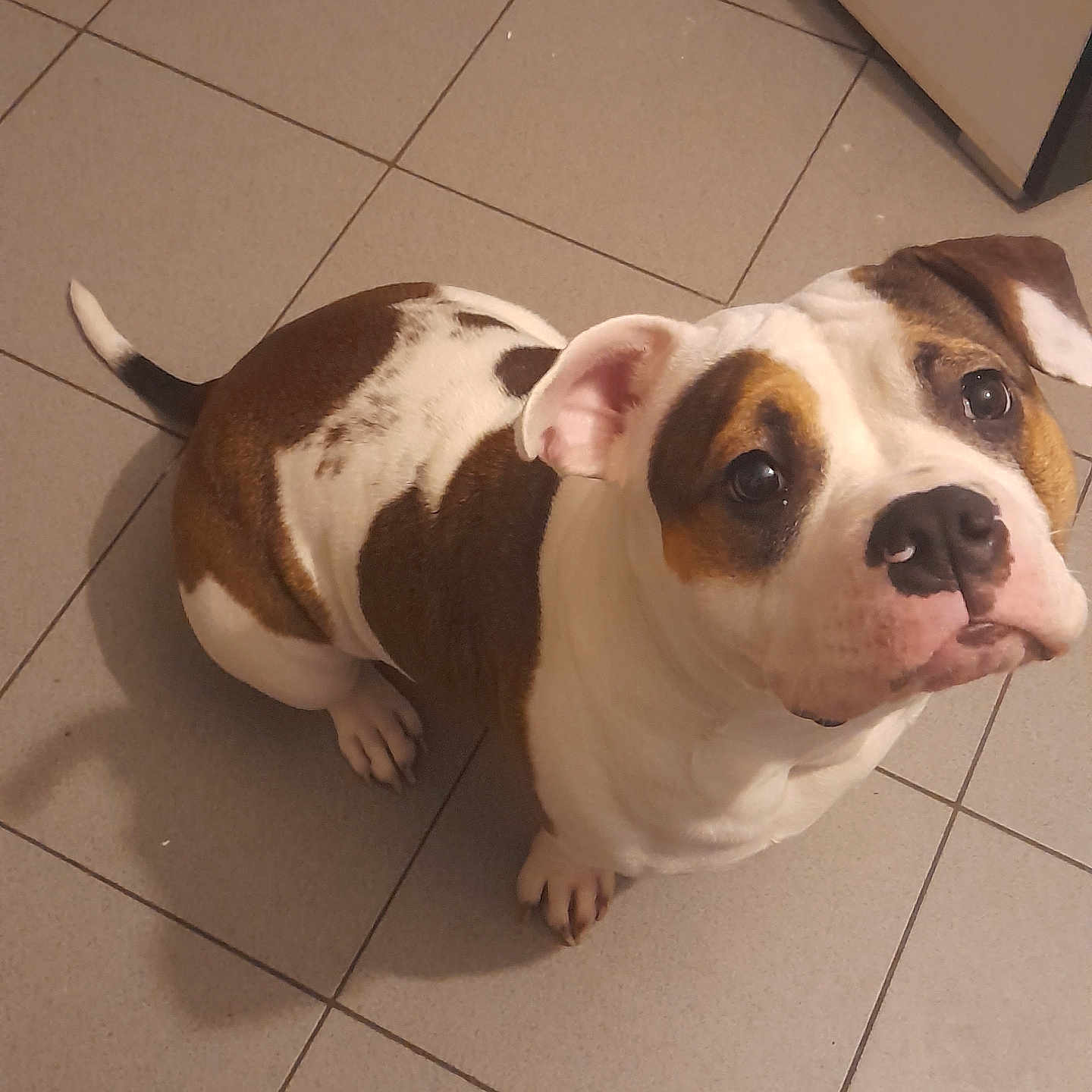 Vaya a rejoint le concours — aidez-le/la à gagner de superbes lots ! animal, beagle, bostonbull, boxer, bulldog, canine, dog, flagstone, frenchbulldog, hound, path, pet, pitbull, puppy, snout, tile, walkway