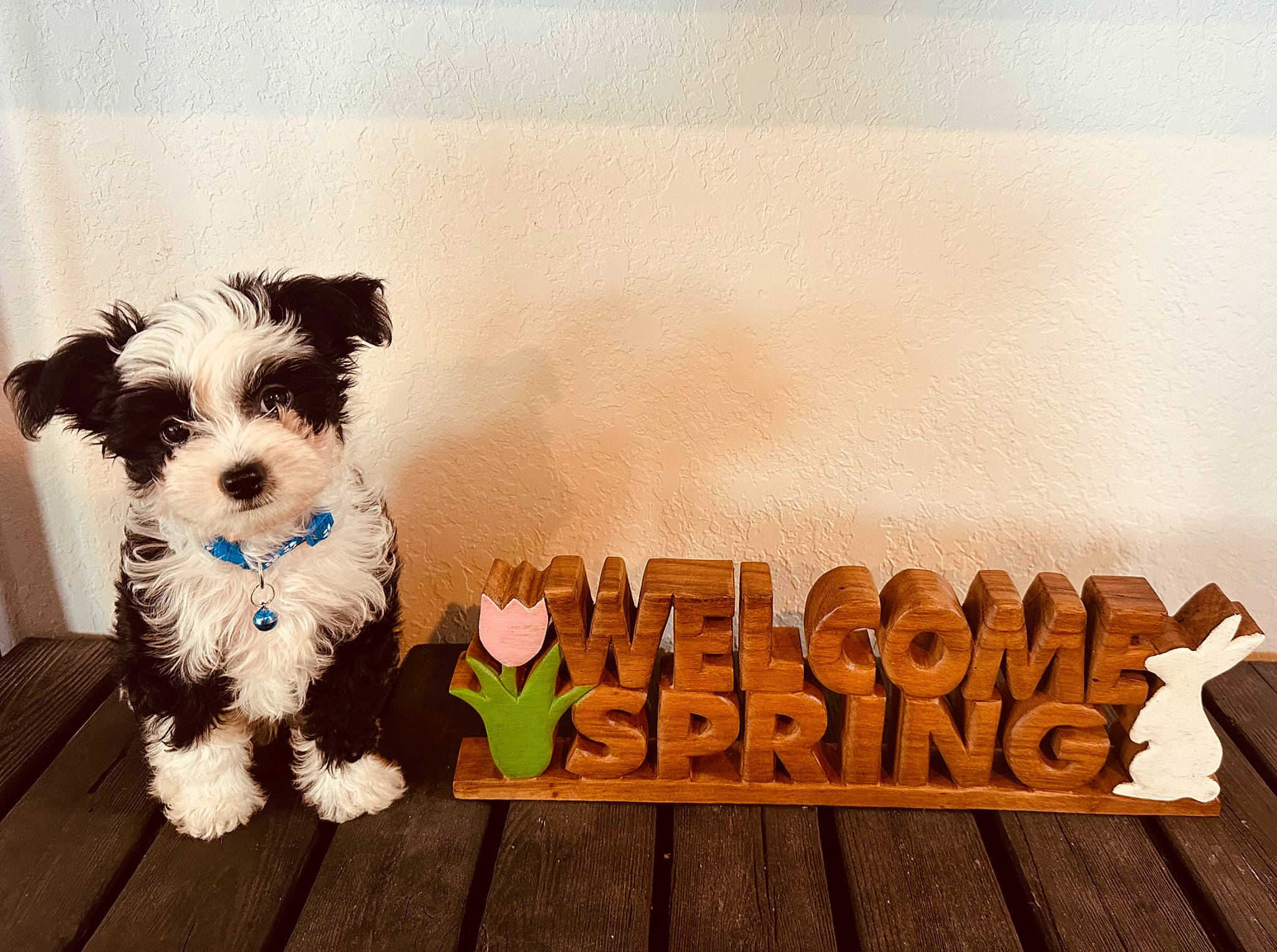 Phoenix is registered to the contest to win money with this photo: canidae, carnivore, cloud, companion_dog, dog, dog_breed, dog_supply, font, happy, pet_supply, rectangle, small_terrier, snout, sporting_group, stuffed_toy, terrier, toy, toy_dog, wood, working_animal