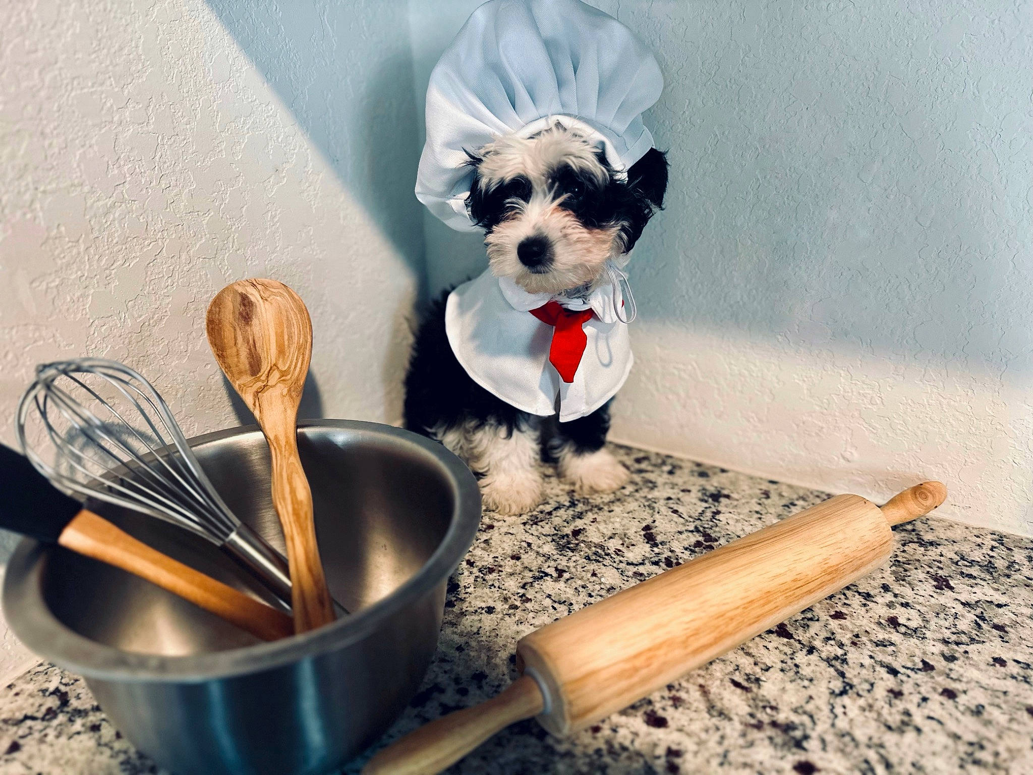 Phoenix joined the competition — help win amazing prizes! carnivore, companion_dog, cutlery, dishware, dog, dog_breed, dog_clothes, dog_supply, eyewear, fawn, ingredient, kitchen_utensil, pet_supply, recipe, serveware, tableware, tool, toy_dog, wood, working_animal