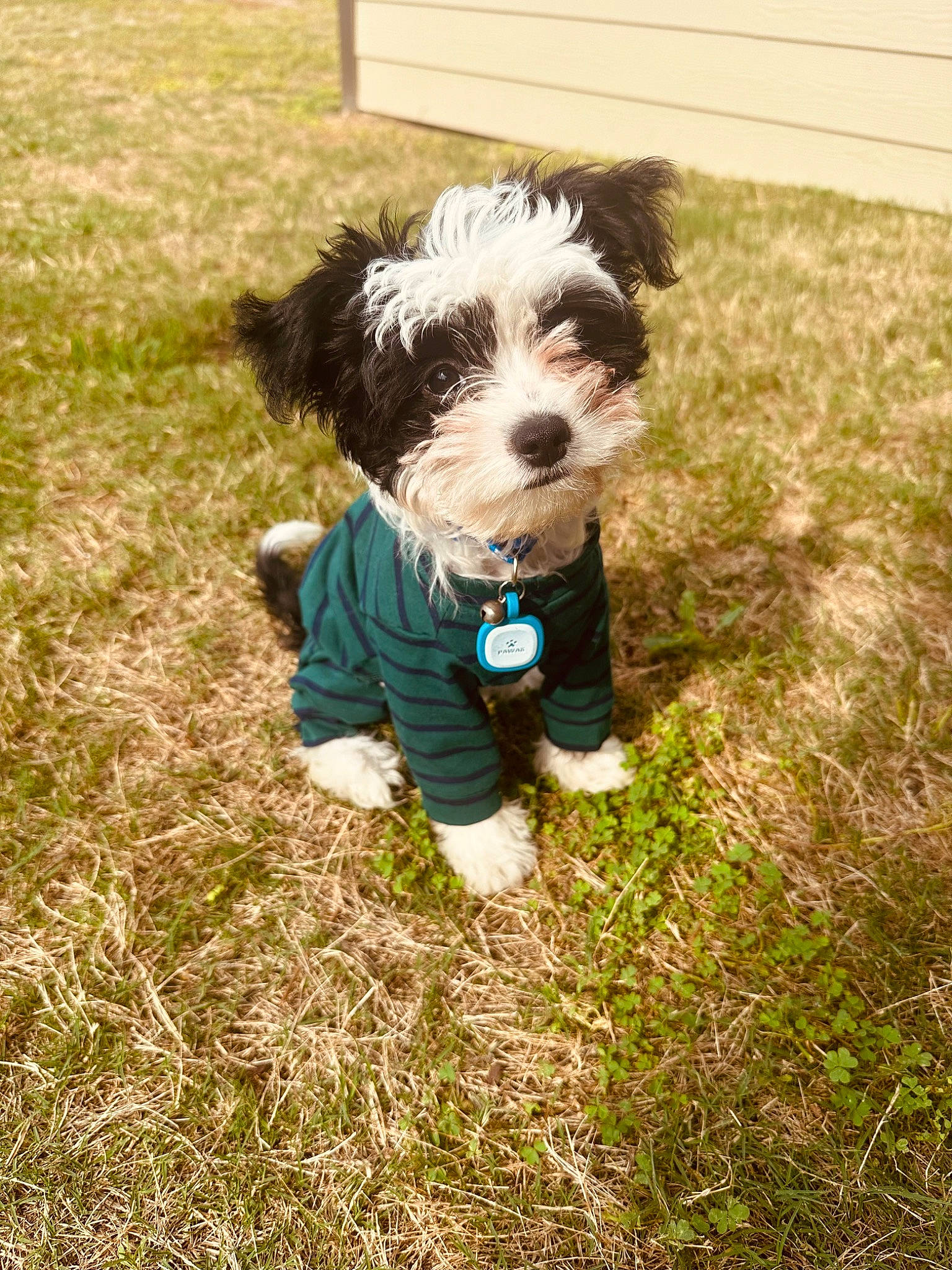 Phoenix is registered to the contest to win money with this photo: canidae, carnivore, companion_dog, dog, dog_breed, dog_collar, dog_supply, fur, grass, liver, maltepoo, puppy, small_terrier, snout, sporting_group, tail, terrier, toy_dog, water_dog, working_animal