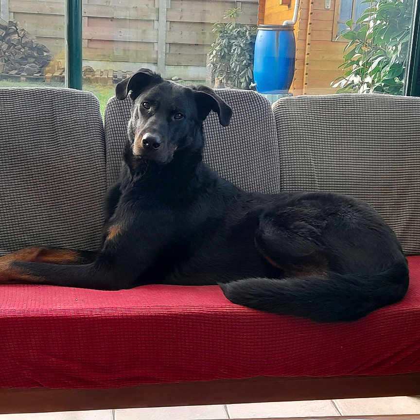 Talys participe au concours pour gagner de l'argent avec cette photo : animal, architecture, bench, building, canine, couch, cushion, dog, dogbed, furniture, homedecor, hound, indoors, interiordesign, livingroom, person, pet, puppy, room, sitting