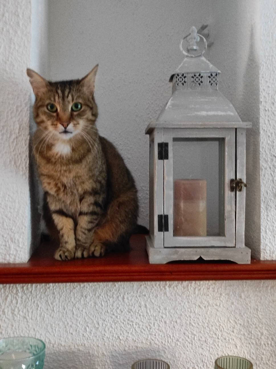 Fifi a rejoint le concours — aidez-le/la à gagner de superbes lots ! carnivore, cat, cat_supply, chair, domestic_short_haired_cat, felidae, fur, grey, home_accessories, interior_design, pet_supply, rectangle, room, shelf, shelving, small_to_medium_sized_cats, tail, whiskers, window, wood