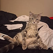 Pebbles is registered to the contest to win money with this photo: cat, kitten, tabby, pet, bed, blanket, remote_control, indoor, feline, cute, young, relaxed, sitting, fur, whiskers, ears, tail, eyes, cozy, domestic