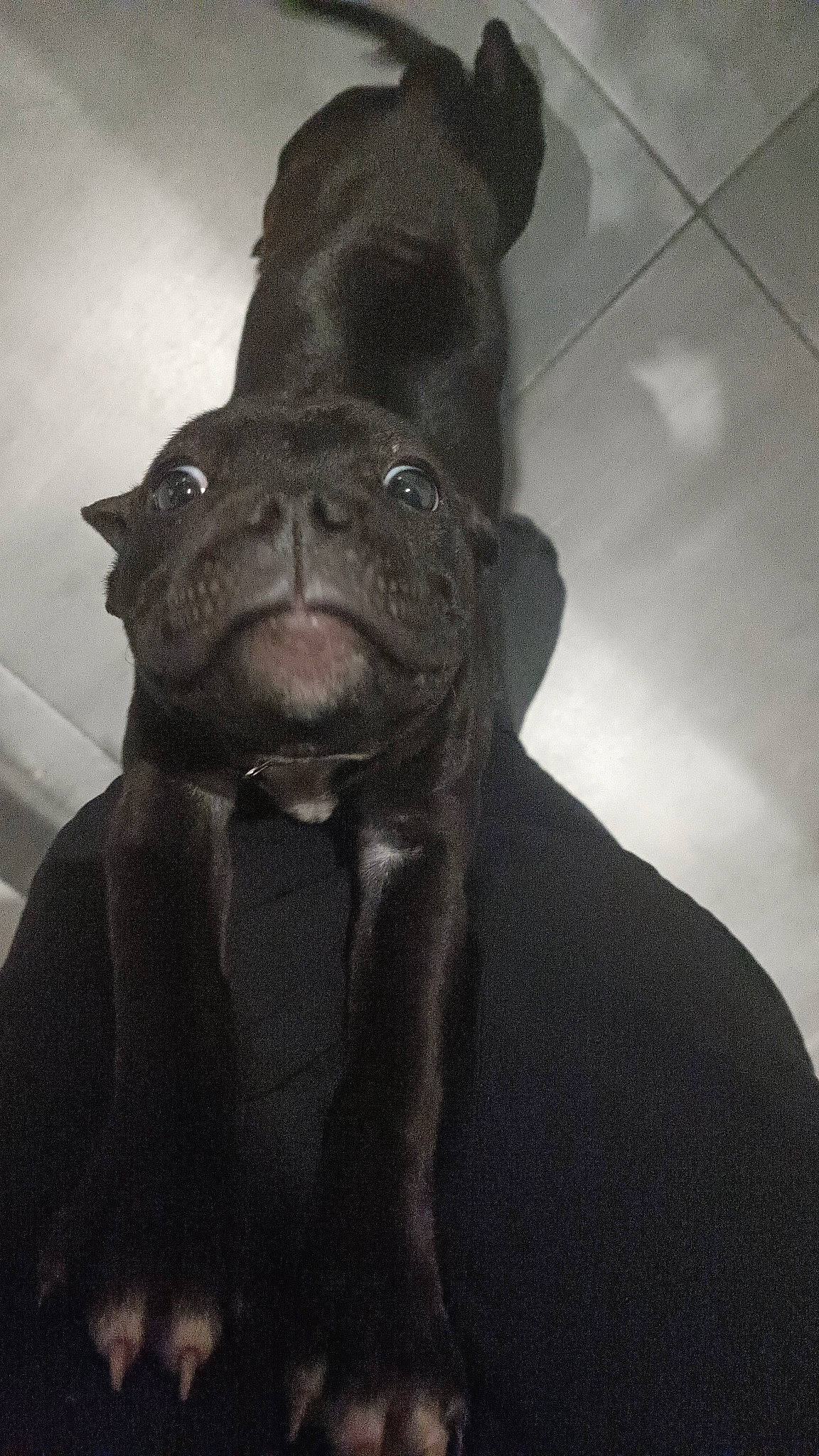 Sally participe au concours pour gagner de l'argent avec cette photo : borador, canidae, carnivore, companion_dog, dog, dog_breed, ear, fawn, foot, fur, grey, liver, monochrome, monochrome_photography, sculpture, snout, sporting_group, terrestrial_animal, whiskers, working_animal