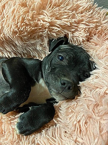 Sally participe au concours pour gagner de l'argent avec cette photo : ball, canidae, carnivore, companion_dog, dog, dog_breed, dog_supply, dog_toy, fawn, fur, liver, paw, pet_supply, snout, sporting_group, tennis_ball, terrestrial_animal, toy, toy_dog, working_animal