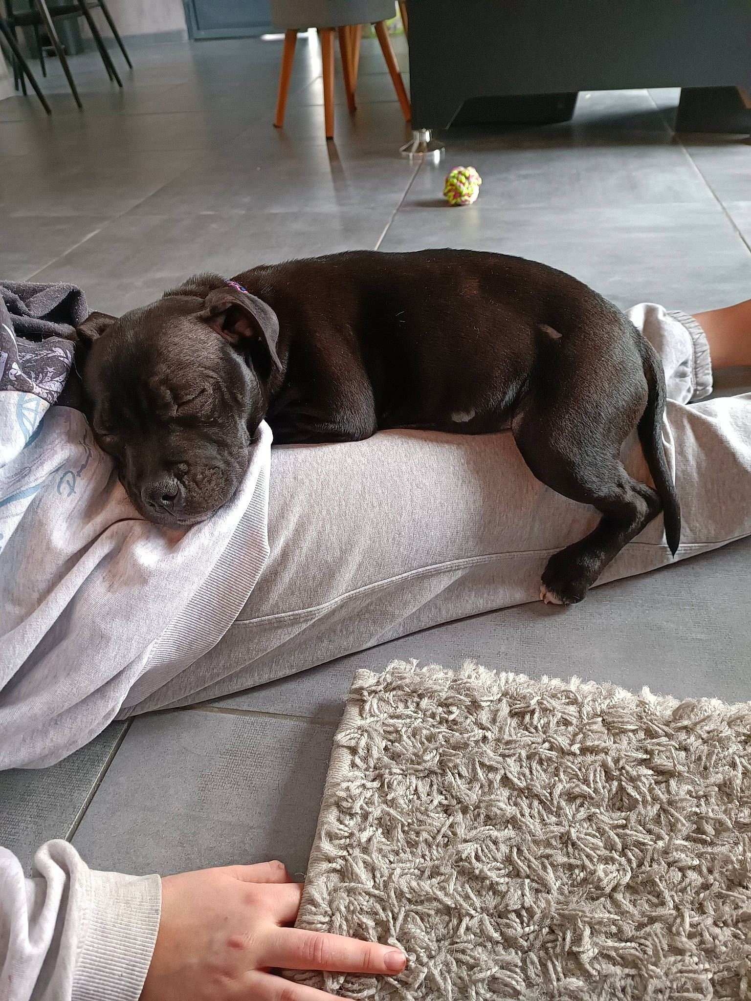 Sally participe au concours pour gagner de l'argent avec cette photo : carnivore, chair, comfort, companion_dog, couch, dog, dog_breed, fawn, floor, flooring, furniture, grey, hardwood, linens, liver, snout, studio_couch, tail, wood, working_animal