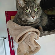 Youki participe au concours pour gagner de l'argent avec cette photo : cat, tabby_cat, pet, feline, indoor, blanket, soft_texture, green_eyes, resting, close_up, fur, whiskers, cozy, home, red_door, radiator, furniture, portrait, animal, relaxing