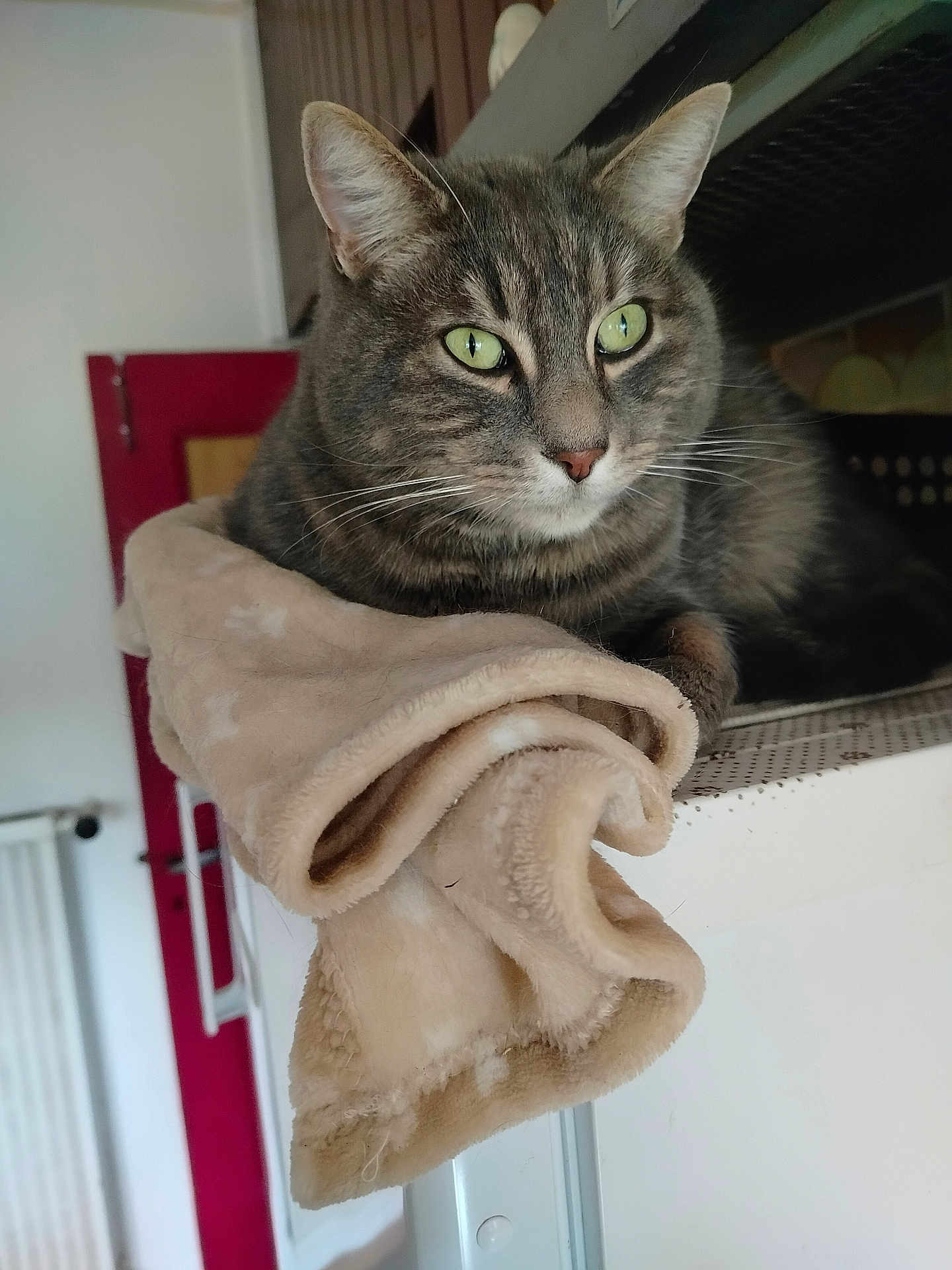 Youki participe au concours pour gagner de l'argent avec cette photo : cat, tabby_cat, pet, feline, indoor, blanket, soft_texture, green_eyes, resting, close_up, fur, whiskers, cozy, home, red_door, radiator, furniture, portrait, animal, relaxing