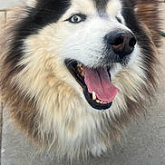 Chuy is registered to the contest to win money with this photo: dog, happy, tongue_out, fluffy, pet, canine, smiling, close_up, fur, outdoor, animal, friendly, excited, muzzle, nose, teeth, brown, white, black, cute