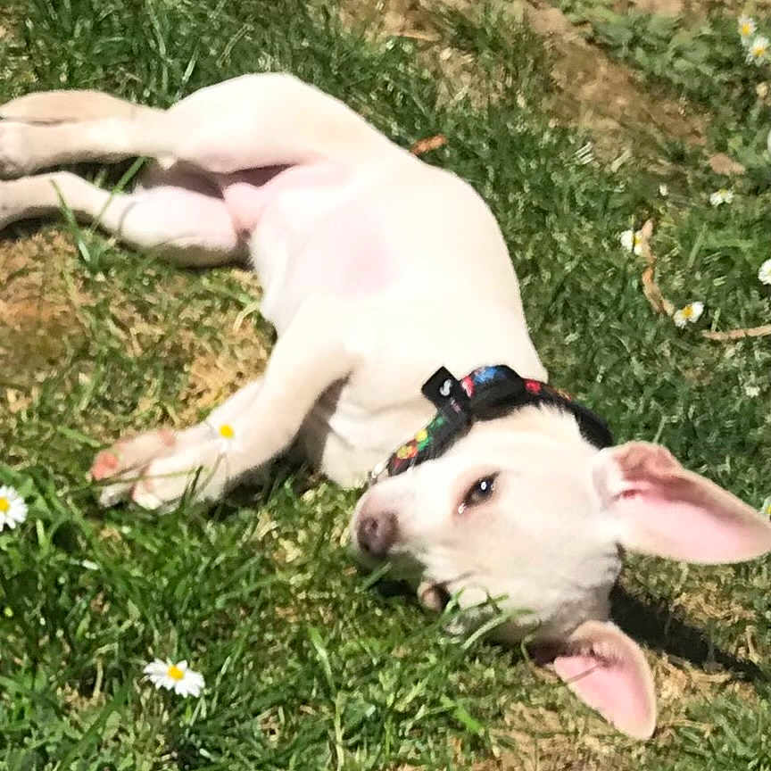 Samy a rejoint le concours — aidez-le/la à gagner de superbes lots ! animal, ball, canine, daisy, dog, flower, grass, herbal, herbs, lawn, pet, petal, plant, puppy, soil, sport, tennis, tennisball, vegetation, whitedog
