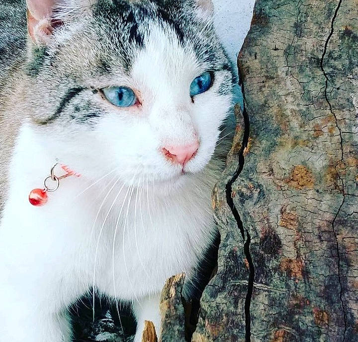 Caleb joined the competition — help win amazing prizes! carnivore, cat, collar, domestic_short_haired_cat, eye, fawn, felidae, fur, hair, head, organism, paw, plant, small_to_medium_sized_cats, snout, tail, tree, trunk, whiskers, wood