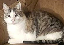 Caleb joined the competition — help win amazing prizes! carnivore, cat, cat_supply, domestic_short_haired_cat, felidae, fur, paw, small_to_medium_sized_cats, snout, tail, terrestrial_animal, whiskers