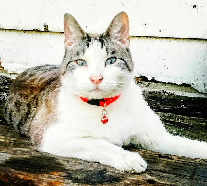 Caleb joined the competition — help win amazing prizes! carnivore, cat, claw, domestic_short_haired_cat, eye, felidae, foot, fur, grass, paw, plant, sitting, small_to_medium_sized_cats, snout, tail, terrestrial_animal, tree, whiskers, window