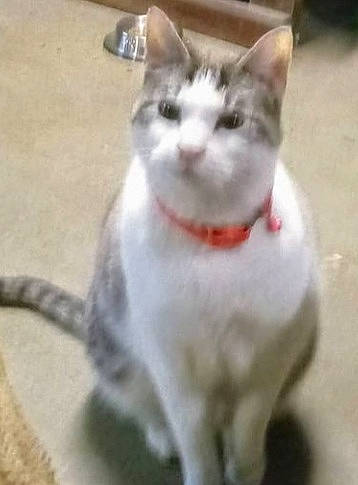 Caleb joined the competition — help win amazing prizes! carnivore, cat, claw, collar, domestic_short_haired_cat, eye, felidae, flooring, fur, paw, pet_supply, photo_caption, small_to_medium_sized_cats, tail, terrestrial_animal, whiskers