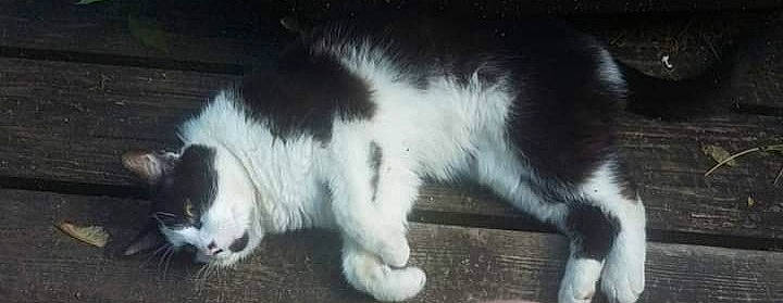 Duke joined the competition — help win amazing prizes! carnivore, cat, claw, dog_breed, domestic_short_haired_cat, felidae, fur, paw, small_to_medium_sized_cats, snout, sporting_group, tail, terrestrial_animal, whiskers