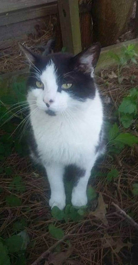 Duke joined the competition — help win amazing prizes! carnivore, cat, domestic_short_haired_cat, eye, felidae, foot, fur, grass, groundcover, herbaceous_plant, plant, sitting, small_to_medium_sized_cats, snout, tail, tree, whiskers