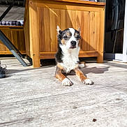 Jimmy participe au concours pour gagner de l'argent avec cette photo : animal, canine, cushions, dog, ears, flooring, furniture, home, indoor, paw, pet, quiet, relaxed, resting, shadow, small_dog, snout, sunlight, tricolor, wooden_floor